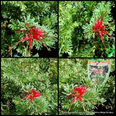 Grevillea Red Wings x 1 Australian Native Garden Plants Shrubs Bush Hedge Flowering Hardy Drought Tough Bird Attracting Evergreen thelemanniana